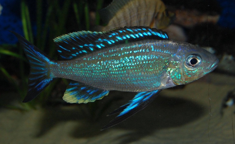 Cyathopharynx sp. 'furcifer north' Resha